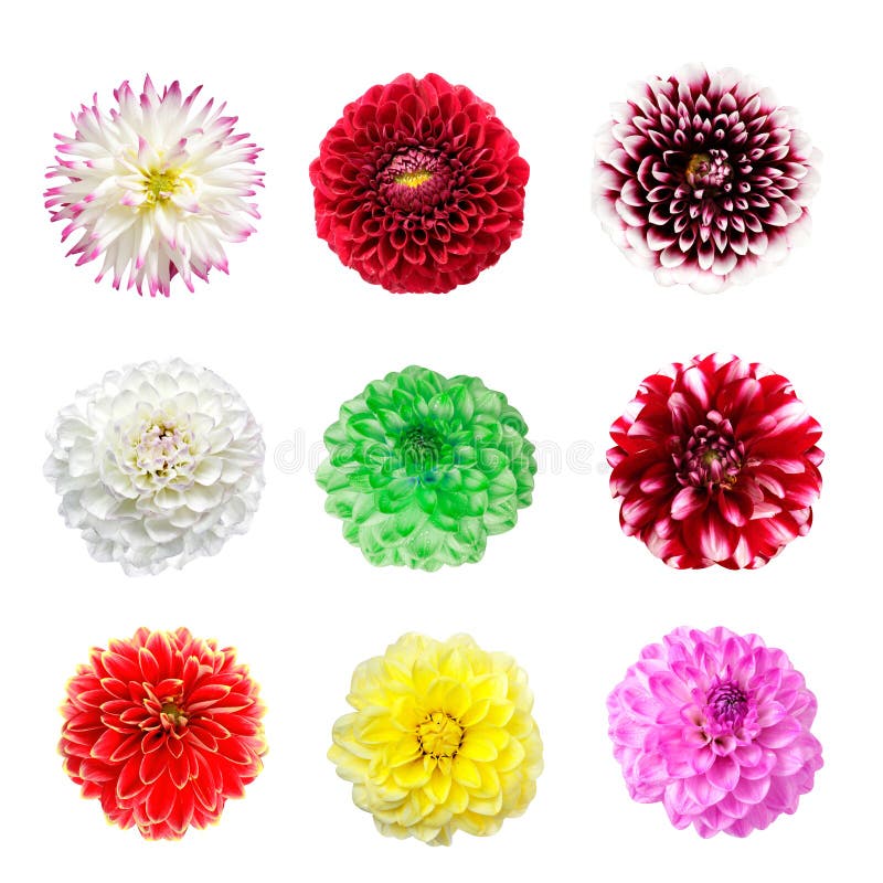 Fleurs colorées de dahlia d'isolement sur un blanc images libres de droits Fleurs colorées de dahlia d'isolement sur un blanc images libres de droits