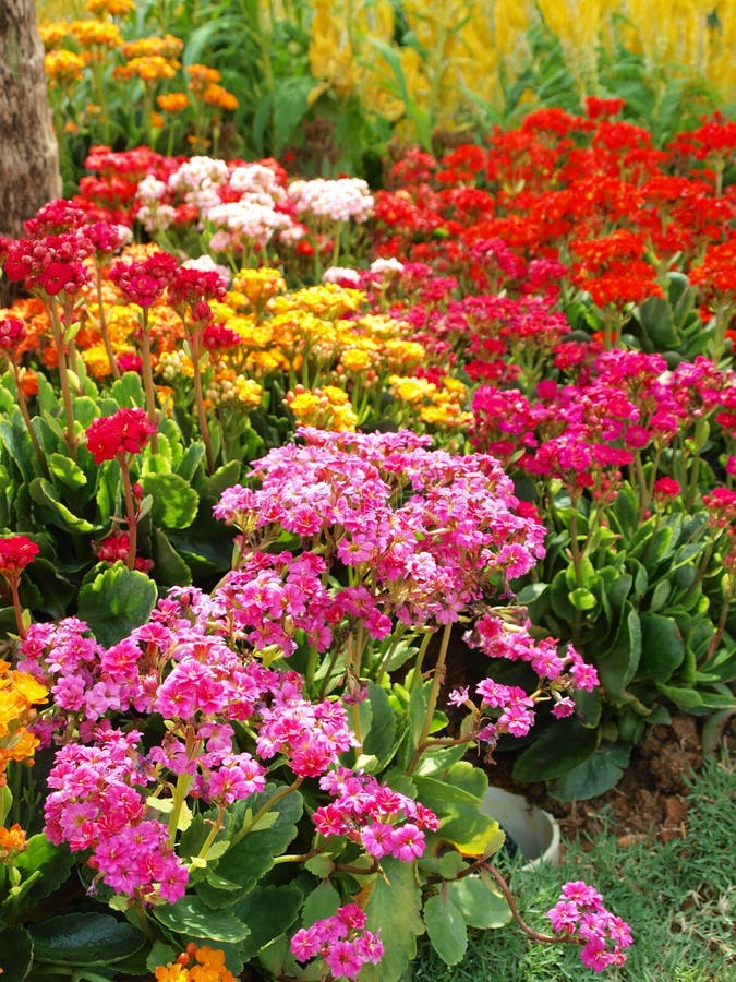 Bright cheerful beautiful colorful flowers signal the start of spring and summer - endless fun in the sun. Taken at the Sentosa Flowers Festival. Bright cheerful beautiful colorful flowers signal the start of spring and summer - endless fun in the sun. Taken at the Sentosa Flowers Festival.