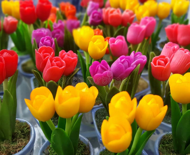 Fleurs colorées de tulipe image stock Fleurs colorées de tulipe image stock