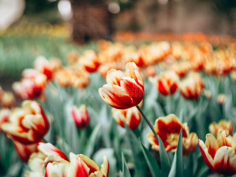 Fleurs colorées de tulipes dans le jardin Beau bouquet image stock Fleurs colorées de tulipes dans le jardin Beau bouquet image stock