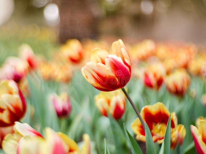 Fleurs colorées de tulipes dans le jardin Beau bouquet de tuli images libres de droits Fleurs colorées de tulipes dans le jardin Beau bouquet de tuli images libres de droits