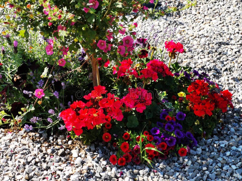 Fleurs colorées décoratives en gravier - pétunias photographie stock libre de droits Fleurs colorées décoratives en gravier - pétunias photographie stock libre de droits