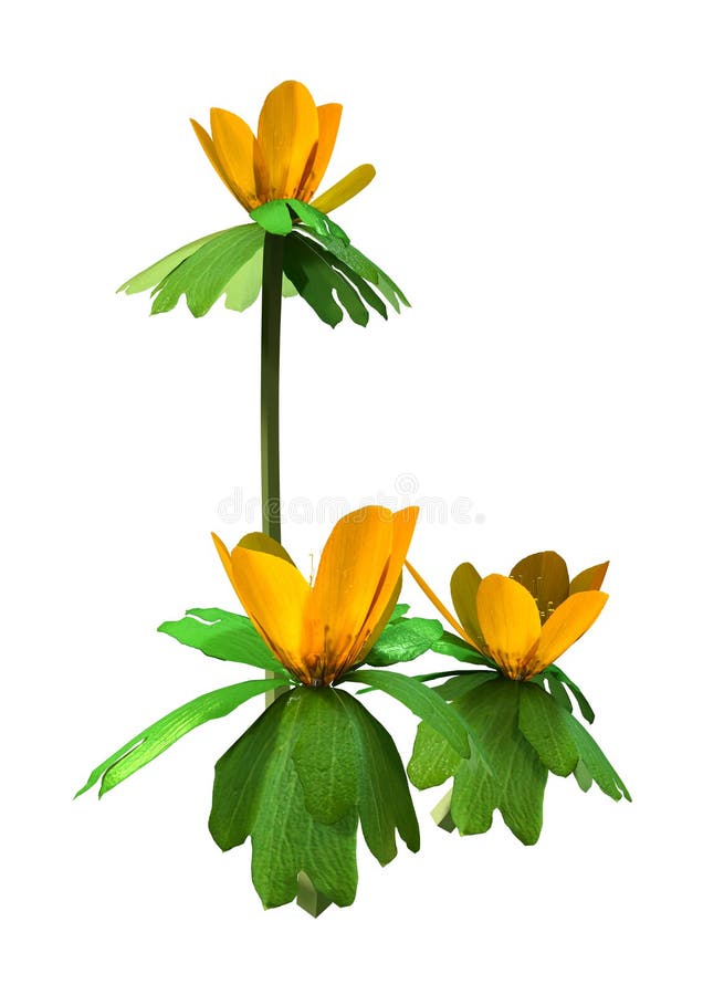 3D rendering of a group of winter aconite flowers isolated on white background. 3D rendering of a group of winter aconite flowers isolated on white background