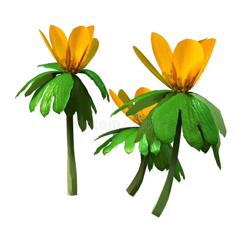 3D rendering of a group of winter aconite flowers isolated on white background. 3D rendering of a group of winter aconite flowers isolated on white background