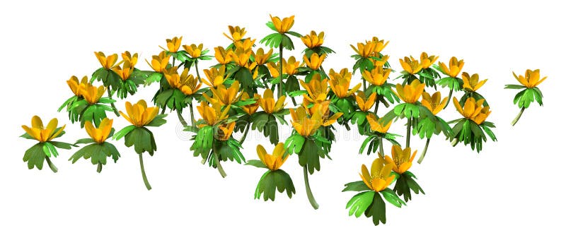 3D rendering of a group of winter aconite flowers isolated on white background. 3D rendering of a group of winter aconite flowers isolated on white background