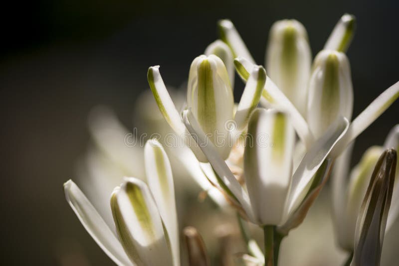Fleurs d'Albuca Nelsonii photographie stock Fleurs d'Albuca Nelsonii photographie stock