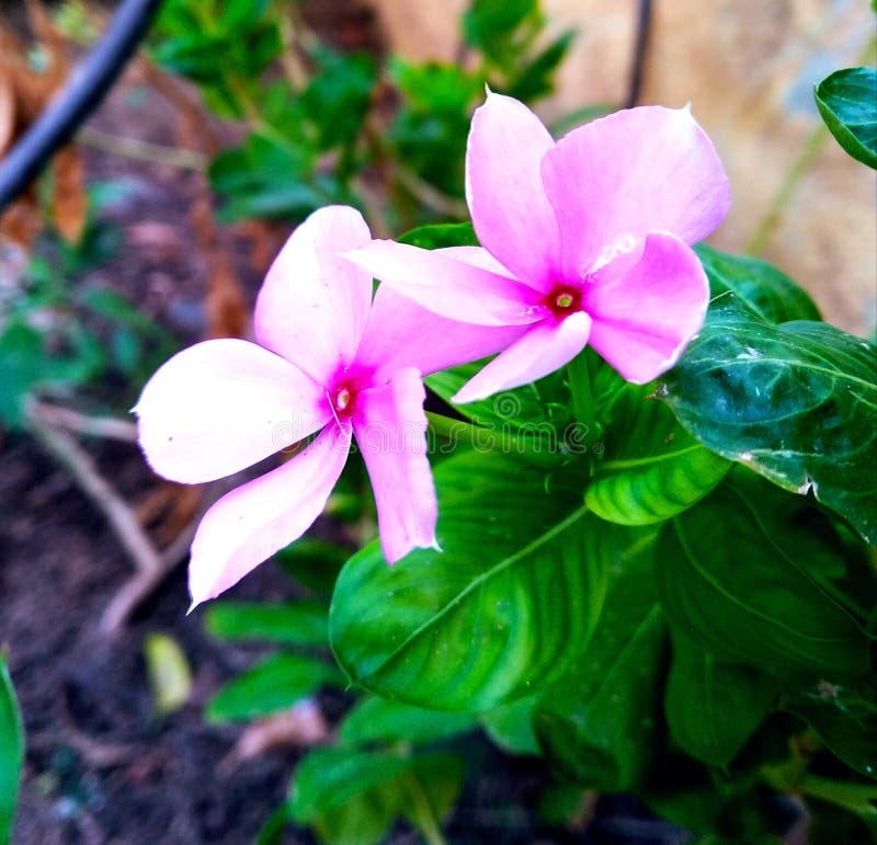 Fleurs d'amour photo stock Fleurs d'amour photo stock
