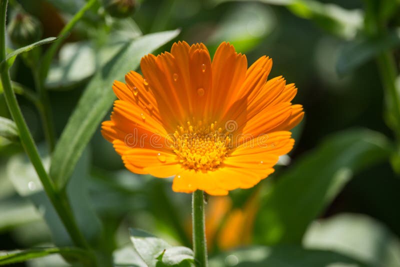 Fleurs d'officinale de Calendula sur le coucher du soleil photographie stock libre de droits Fleurs d'officinale de Calendula sur le coucher du soleil photographie stock libre de droits