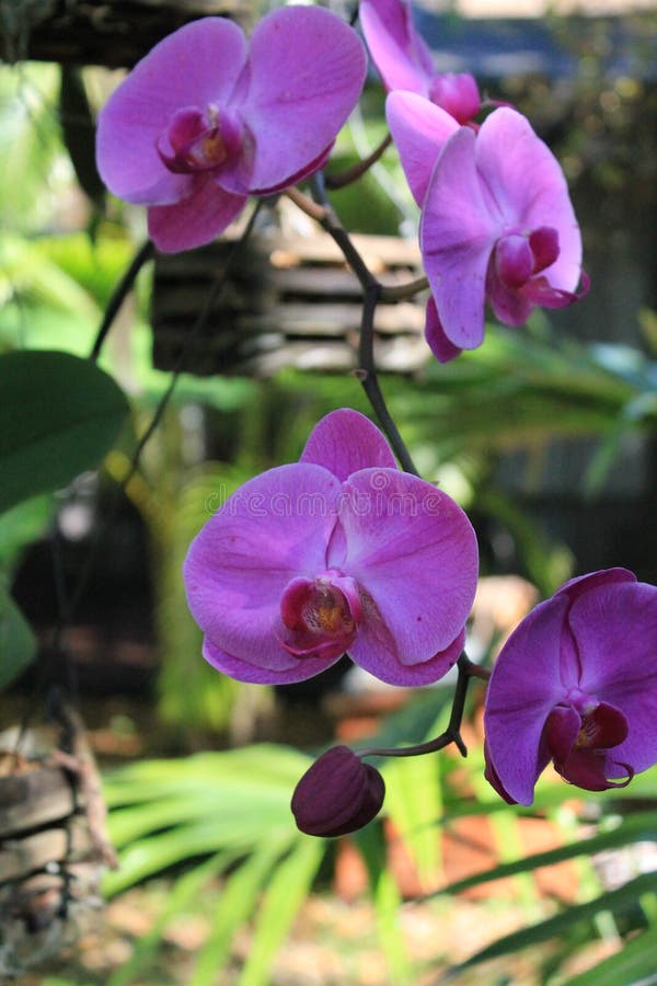 Fleurs D'orchidée Accrochées à L'extérieur Image stock - Image du vert,  normal: 214962509