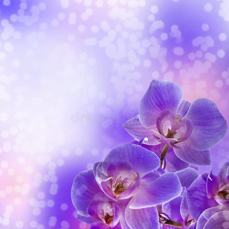 Fleurs d'orchidée