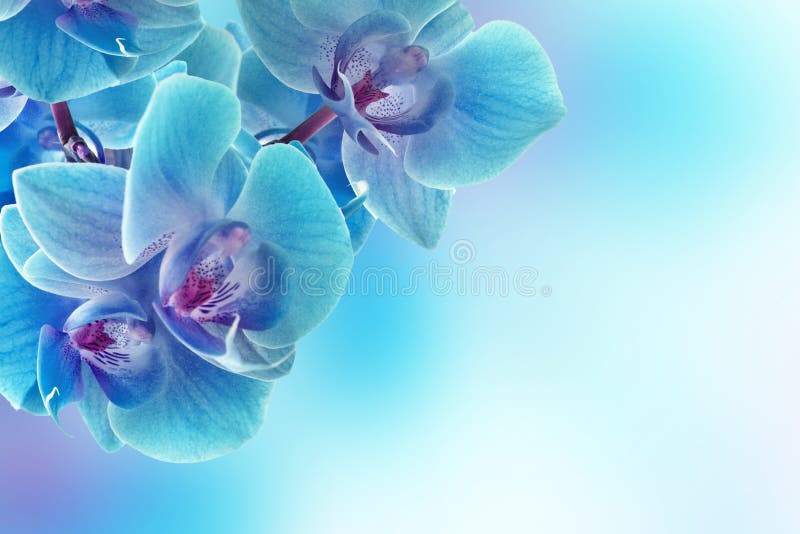 Fleurs d'orchidée