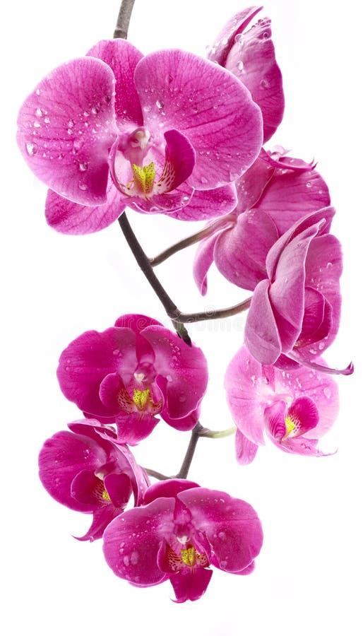 Fleurs d'orchidée avec des baisses de l'eau