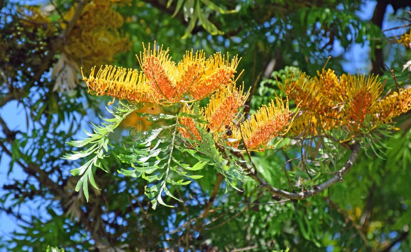 Image shows the flowers of a Silk Oak tree or Grevillea robusta. Commonly known as the southern silky oak, silk oak or silky oak, or Australian silver oak, is the largest species in the genus Grevillea. It is a fast-growing evergreen tree, between 59â€“115 ft tall. Its spring growth flowers are golden-orange bottlebrush-like blooms between 3â€“6 inches long on a long stem and are used for honey production. It is a native of eastern coastal Australia. It is not closely related to the true oaks, Quercus. Image shows the flowers of a Silk Oak tree or Grevillea robusta. Commonly known as the southern silky oak, silk oak or silky oak, or Australian silver oak, is the largest species in the genus Grevillea. It is a fast-growing evergreen tree, between 59â€“115 ft tall. Its spring growth flowers are golden-orange bottlebrush-like blooms between 3â€“6 inches long on a long stem and are used for honey production. It is a native of eastern coastal Australia. It is not closely related to the true oaks, Quercus.