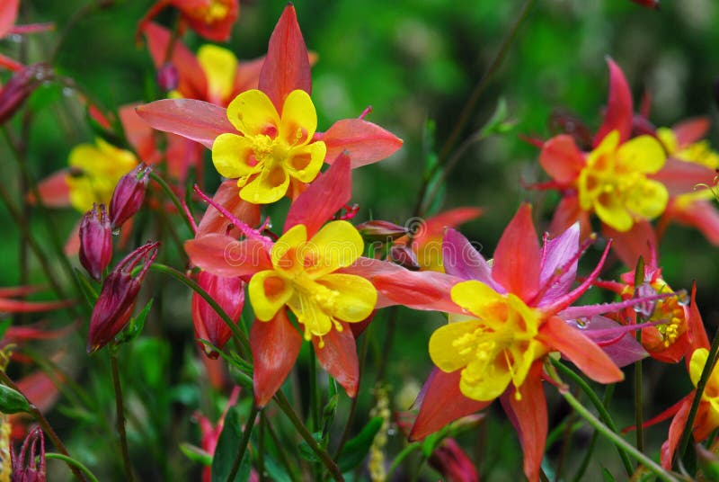 Fleurs dans des jardins de butchart image stock Fleurs dans des jardins de butchart image stock