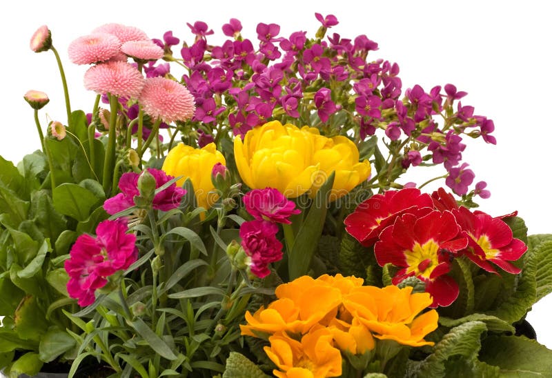 Fleurs dans le jardin image stock Fleurs dans le jardin image stock