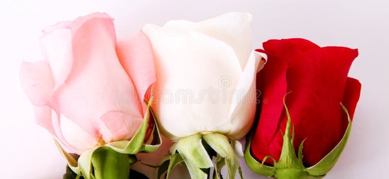 Fleurs de beauté images libres de droits