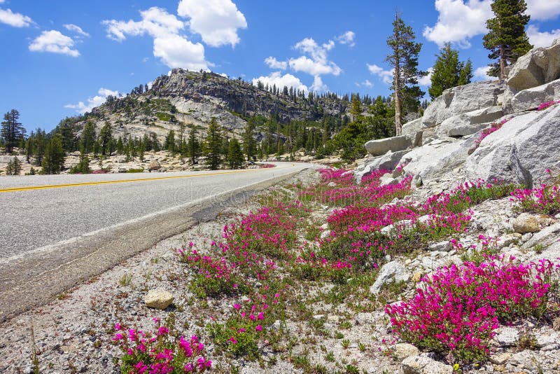 Fleurs de bord de la route dans le haut pays de Yosemite image stock Fleurs de bord de la route dans le haut pays de Yosemite image stock