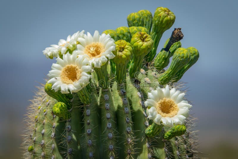 Fleurs de cactus de Saguaro photos libres de droits Fleurs de cactus de Saguaro photos libres de droits