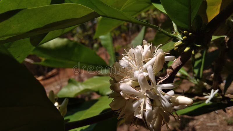 Fleurs de café blanc qui seront les graines supérieures du délicieux café images stock