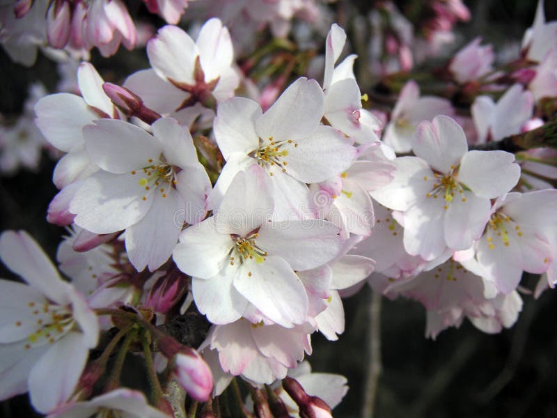 Download Fleurs de cerise photo stock. Image du blanc, fleur, durée - 78224