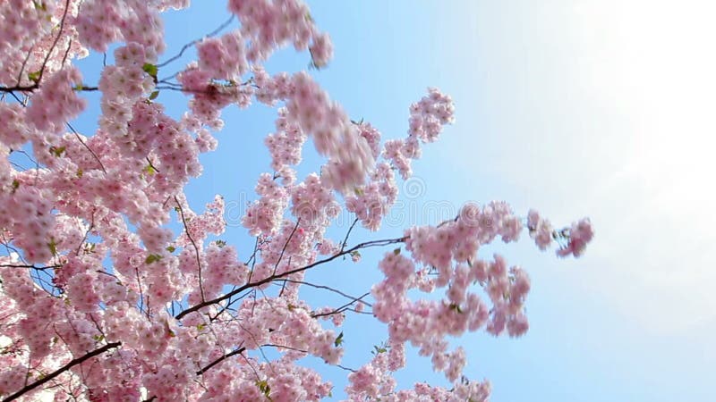 Fleurs de cerisier banque de vidéos