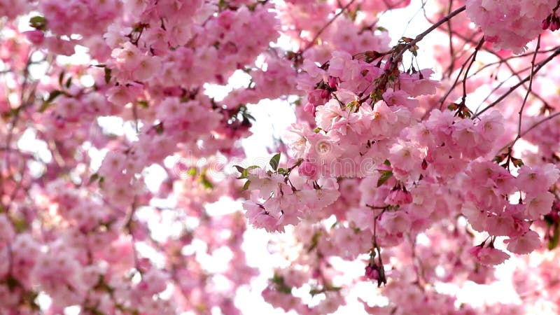 Fleurs de cerisier banque de vidéos