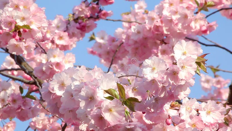 Fleurs de cerisier banque de vidéos