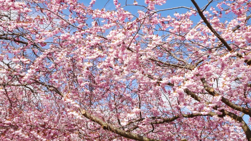 Fleurs de cerisier au printemps clips vidéos