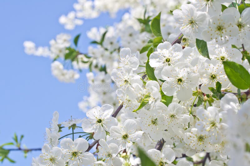 Fleurs de cerisier au printemps contre un ciel bleu images stock Fleurs de cerisier au printemps contre un ciel bleu images stock