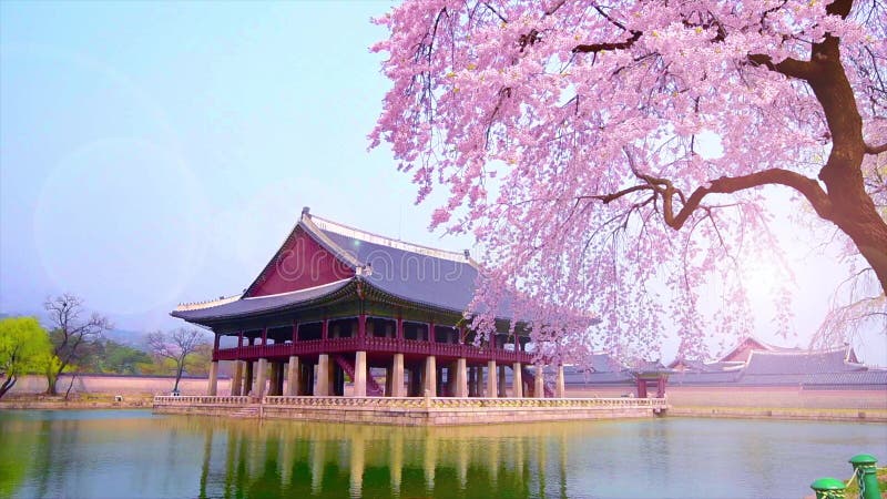 Fleurs de cerisier au printemps de palais de Gyeongbokgung à Séoul, Corée banque de vidéos