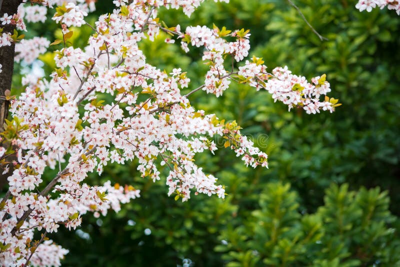 Fleur Ou Fleurs De Cerisier Blanche De Sakura Image stock Image du blanche, cerisier 61101681