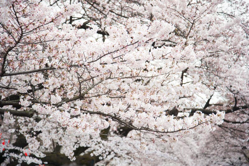 Fleurs De Cerisier Blanches Japonaises Au Printemps Photo stock Image