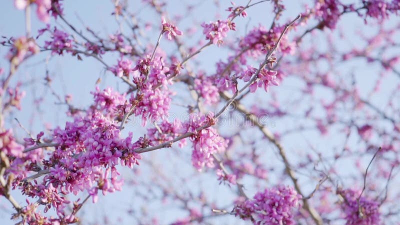 Fleurs de cerisier roses assez fraîches sur des branches d'arbre clips vidéos