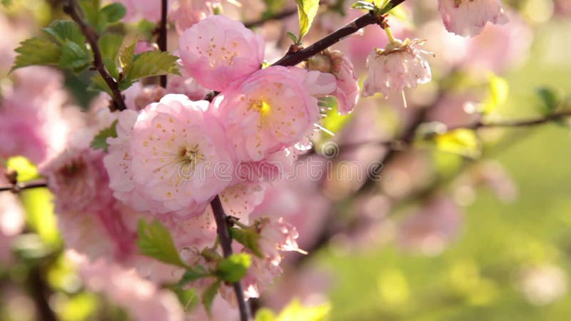 Fleurs de cerisier roses en vent clips vidéos