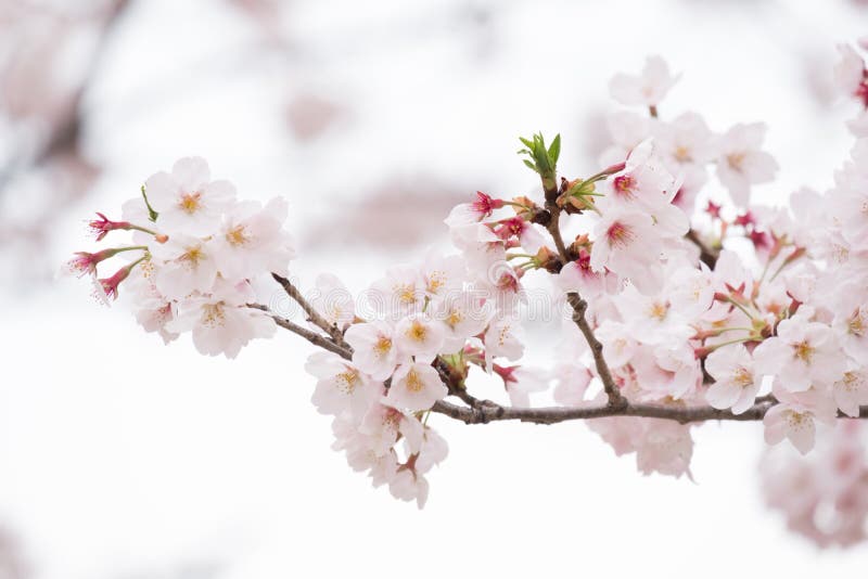 Sakura Ou Fleurs De Cerisier Rose La Nuit Dans Le Midtown De Roppongi