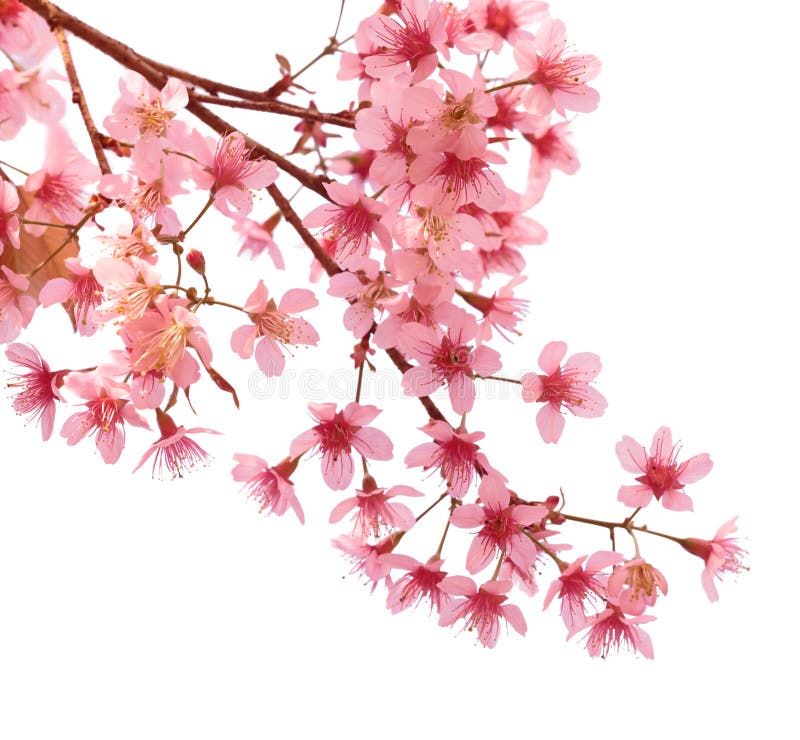 Fleurs de cerisier roses Sakura photo libre de droits Fleurs de cerisier roses Sakura photo libre de droits