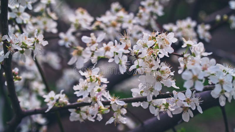 Fleurs de cerisiers au suivi de caméra stabilisé par printemps banque de vidéos