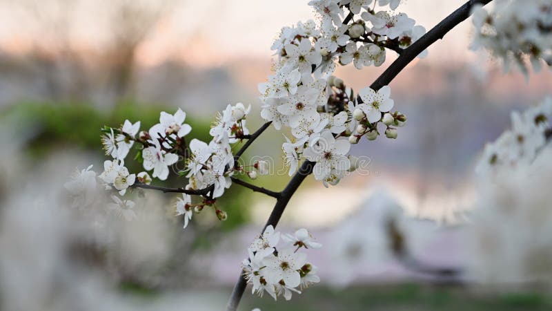 Fleurs de cerisiers le matin banque de vidéos