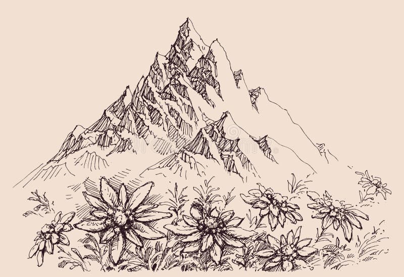 Fleurs De Chaîne Et D'edelweiss De Montagne Illustration de Vecteur -  Illustration du attraction, environnement: 136003064