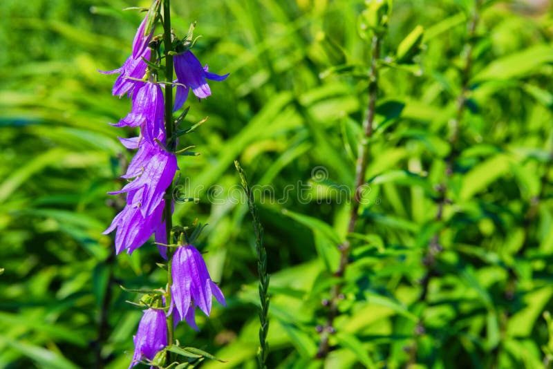 Fleurs de cloches pourpres de Cantorb?ry, paysage Cloches pourpres sur un fond de vert photo libre de droits Fleurs de cloches pourpres de Cantorb?ry, paysage Cloches pourpres sur un fond de vert photo libre de droits