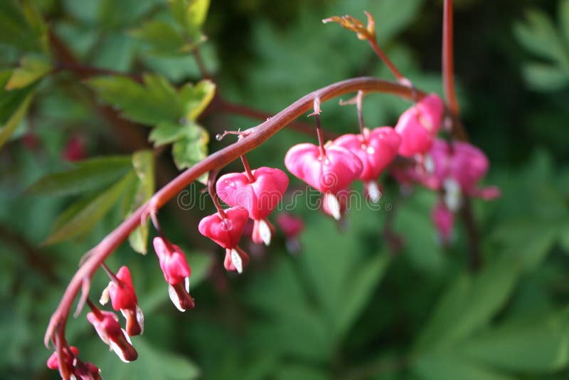 A row of pink bleeding heart flowers. A row of pink bleeding heart flowers.