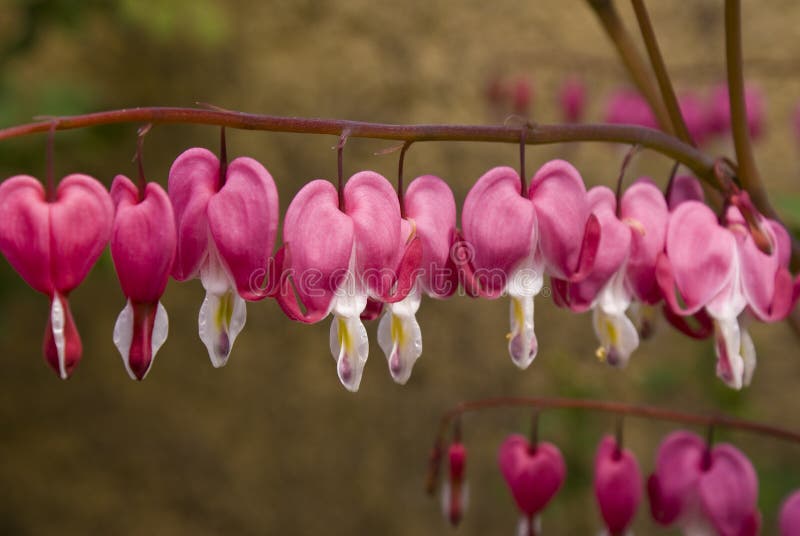 Bleeding Heart Flowers on nature. Bleeding Heart Flowers on nature