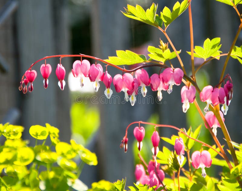 Pink and white bleeding heart flowers in sunny garden. Blurred wooden fence is in the background. Pink and white bleeding heart flowers in sunny garden. Blurred wooden fence is in the background.