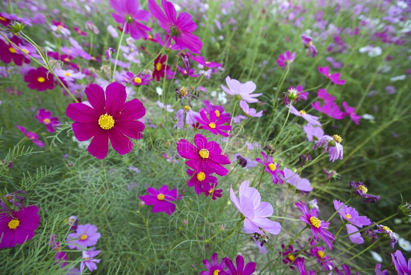 Fleurs de cosmos image stock. Image du gens, nature, simple - 49057485