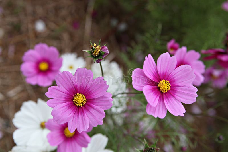 Fleurs De Cosmos La Floraison à L'automne Photo stock - Image du centrales,  pétale: 207916474