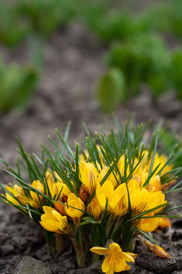 Fleurs De Crocus Jaune Dans Le Sol Image stock - Image du herbe, pétale:  215425603
