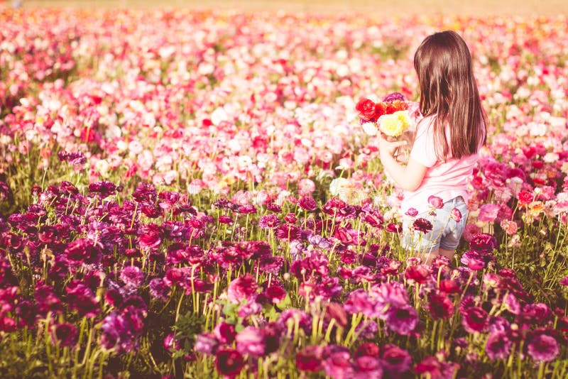 Fleurs de cueillette de fille dans un domaine photo libre de droits Fleurs de cueillette de fille dans un domaine photo libre de droits