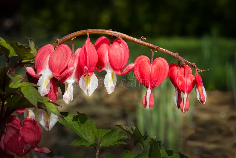 Red and white bleeding heart flowers haanging from the stem in a garden. Red and white bleeding heart flowers haanging from the stem in a garden.