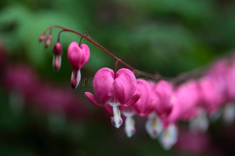 A macro photography of Bleeding Heart Flowers (Lamprocapnos spectabilis). A macro photography of Bleeding Heart Flowers (Lamprocapnos spectabilis).