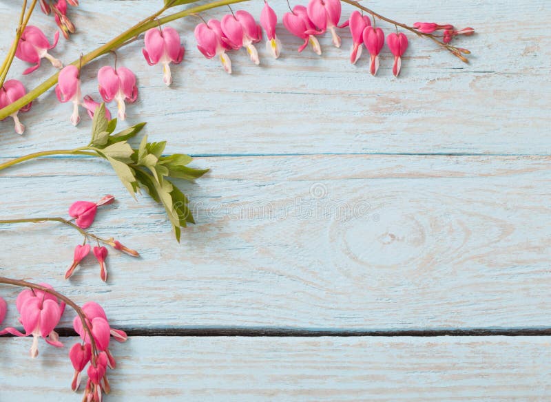 Bleeding heart flowers on wooden background. Bleeding heart flowers on wooden background